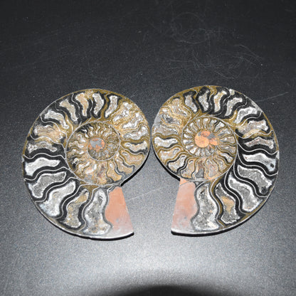Pair of Large Black Ammonite Cleoniceras Fossil Cut Slice from Madagascar - 14cm - 570 grams