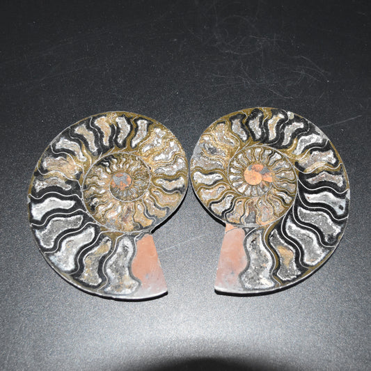 Pair of Large Black Ammonite Cleoniceras Fossil Cut Slice from Madagascar - 14cm - 570 grams