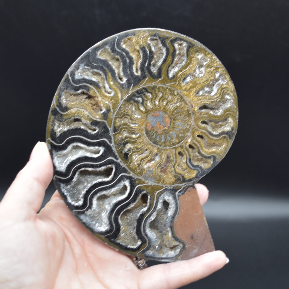 Pair of Large Black Ammonite Cleoniceras Fossil Cut Slice from Madagascar - 14cm - 570 grams
