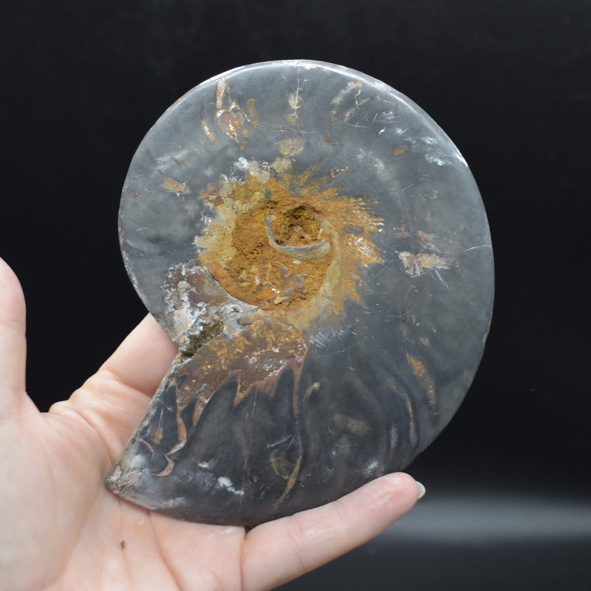 Pair of Large Black Ammonite Cleoniceras Fossil Cut Slice from Madagascar - 14cm - 570 grams