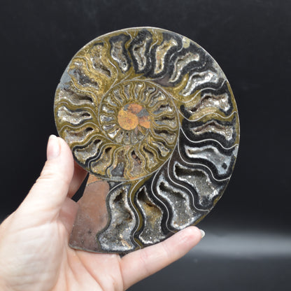Pair of Large Black Ammonite Cleoniceras Fossil Cut Slice from Madagascar - 14cm - 570 grams