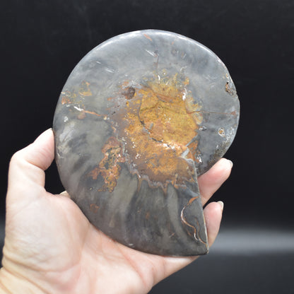 Pair of Large Black Ammonite Cleoniceras Fossil Cut Slice from Madagascar - 14cm - 570 grams