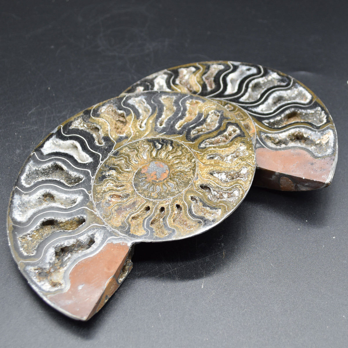 Pair of Large Black Ammonite Cleoniceras Fossil Cut Slice from Madagascar - 14cm - 570 grams