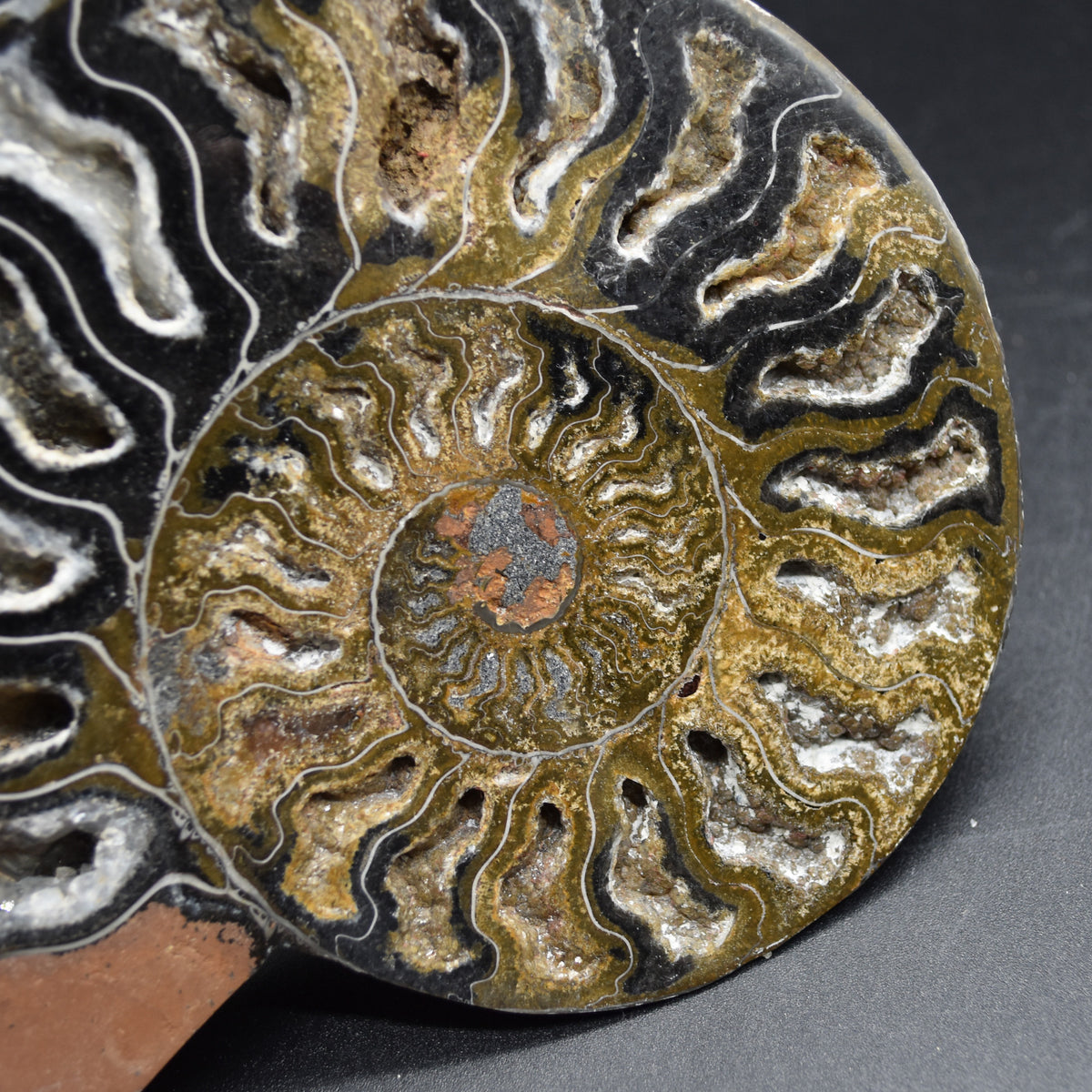 Pair of Large Black Ammonite Cleoniceras Fossil Cut Slice from Madagascar - 14cm - 570 grams