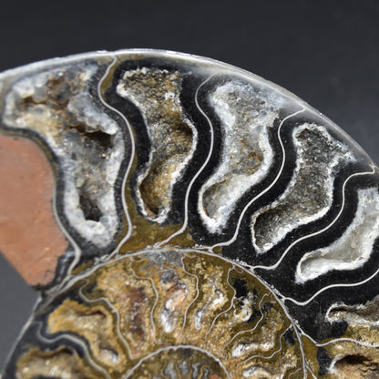 Pair of Large Black Ammonite Cleoniceras Fossil Cut Slice from Madagascar - 14cm - 570 grams