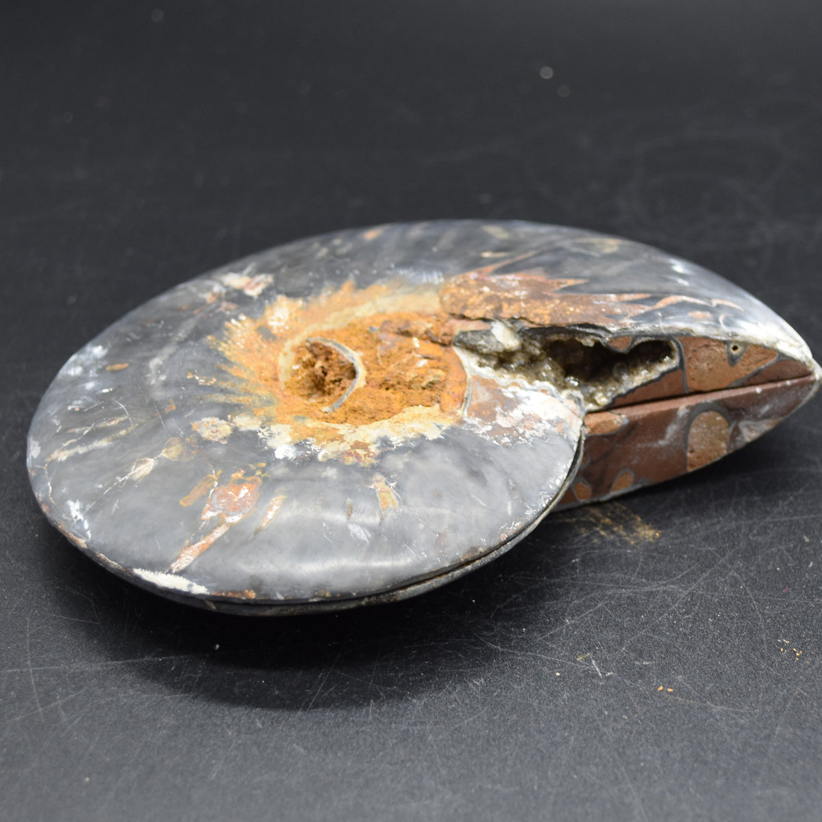 Pair of Large Black Ammonite Cleoniceras Fossil Cut Slice from Madagascar - 14cm - 570 grams