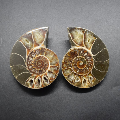 Pair of Brown Ammonite Cleoniceras Fossil Cut Slices from Madagascar - 8.5cm - 287 grams