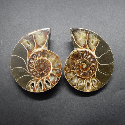 Pair of Brown Ammonite Cleoniceras Fossil Cut Slices from Madagascar - 8.5cm - 287 grams