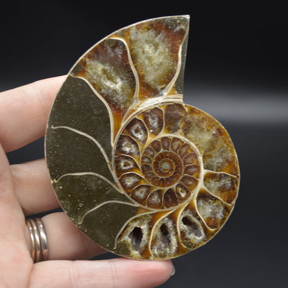 Pair of Brown Ammonite Cleoniceras Fossil Cut Slices from Madagascar - 8.5cm - 287 grams