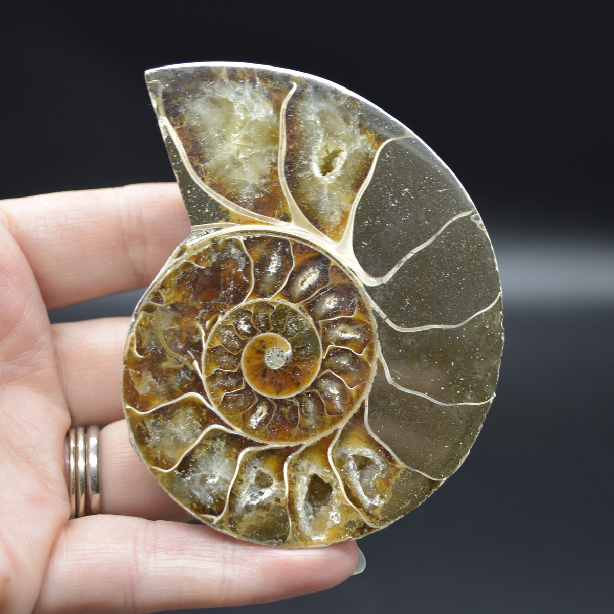 Pair of Brown Ammonite Cleoniceras Fossil Cut Slices from Madagascar - 8.5cm - 287 grams