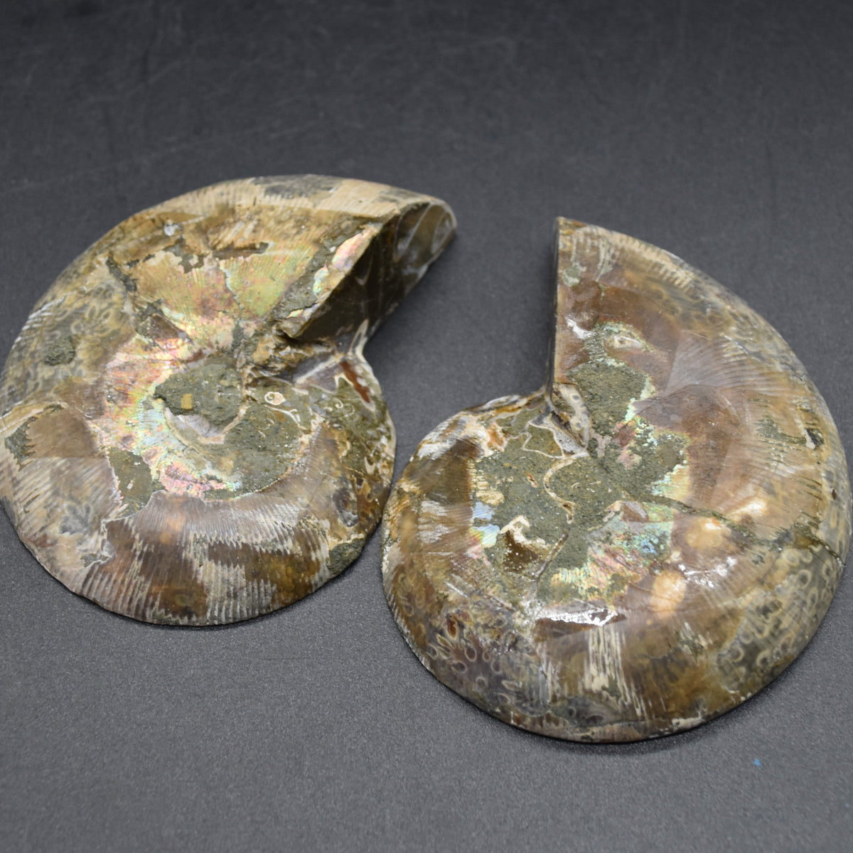 Pair of Brown Ammonite Cleoniceras Fossil Cut Slices from Madagascar - 8.5cm - 287 grams