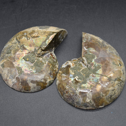 Pair of Brown Ammonite Cleoniceras Fossil Cut Slices from Madagascar - 8.5cm - 287 grams