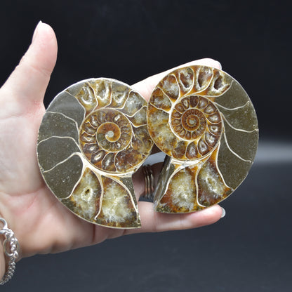 Pair of Brown Ammonite Cleoniceras Fossil Cut Slices from Madagascar - 8.5cm - 287 grams
