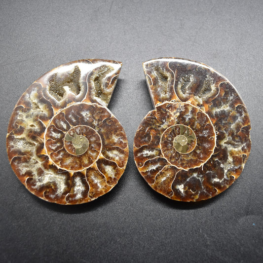 Pair of Brown Ammonite Cleoniceras Fossil Cut Slices from Madagascar - 8.5cm - 177 grams