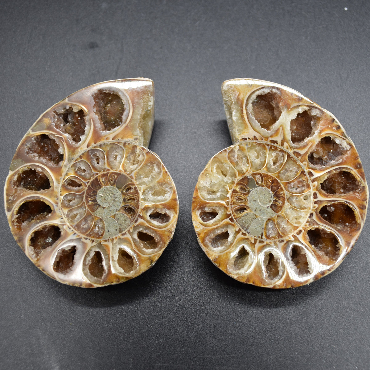 Pair of Brown Ammonite Cleoniceras Fossil Cut Slices from Madagascar - 7.7cm - 178 grams