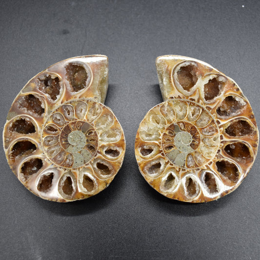 Pair of Brown Ammonite Cleoniceras Fossil Cut Slices from Madagascar - 7.7cm - 178 grams