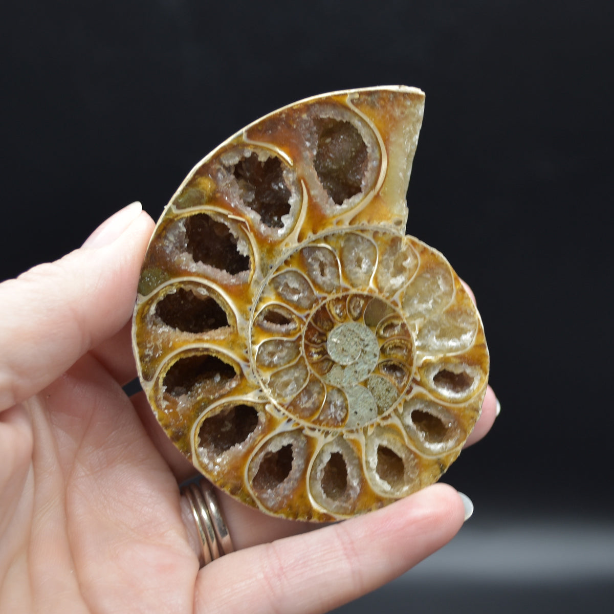 Pair of Brown Ammonite Cleoniceras Fossil Cut Slices from Madagascar - 7.7cm - 178 grams