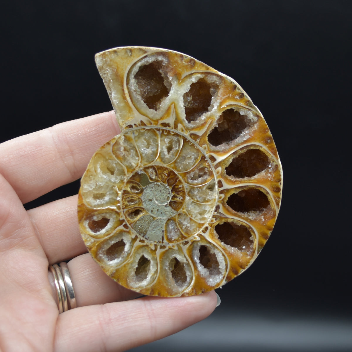 Pair of Brown Ammonite Cleoniceras Fossil Cut Slices from Madagascar - 7.7cm - 178 grams