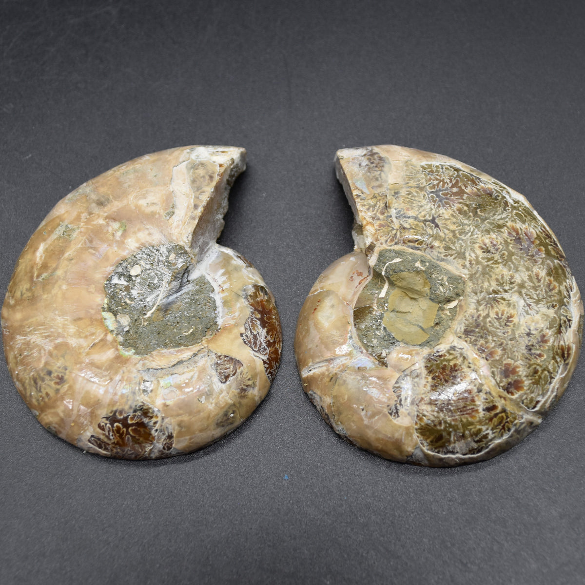 Pair of Brown Ammonite Cleoniceras Fossil Cut Slices from Madagascar - 7.7cm - 178 grams