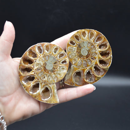 Pair of Brown Ammonite Cleoniceras Fossil Cut Slices from Madagascar - 7.7cm - 178 grams