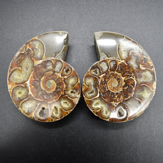 Pair of Brown Ammonite Cleoniceras Fossil Cut Slices from Madagascar - 7.5cm - 210 grams