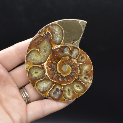 Pair of Brown Ammonite Cleoniceras Fossil Cut Slices from Madagascar - 7.5cm - 210 grams