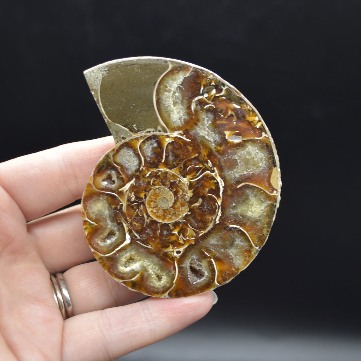 Pair of Brown Ammonite Cleoniceras Fossil Cut Slices from Madagascar - 7.5cm - 210 grams