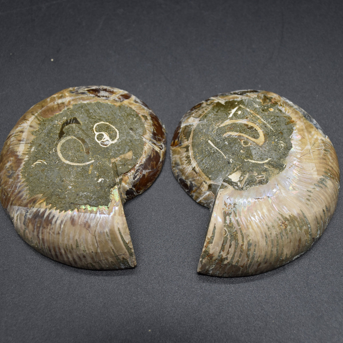 Pair of Brown Ammonite Cleoniceras Fossil Cut Slices from Madagascar - 7.5cm - 210 grams