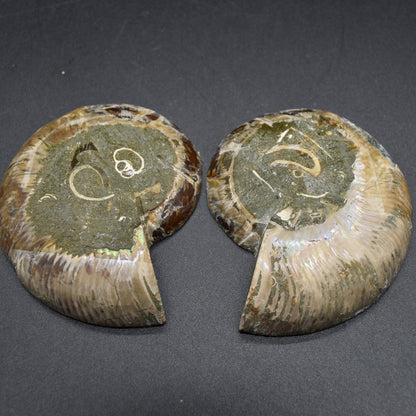 Pair of Brown Ammonite Cleoniceras Fossil Cut Slices from Madagascar - 7.5cm - 210 grams