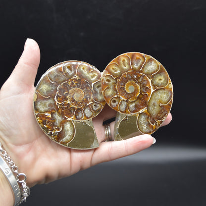 Pair of Brown Ammonite Cleoniceras Fossil Cut Slices from Madagascar - 7.5cm - 210 grams