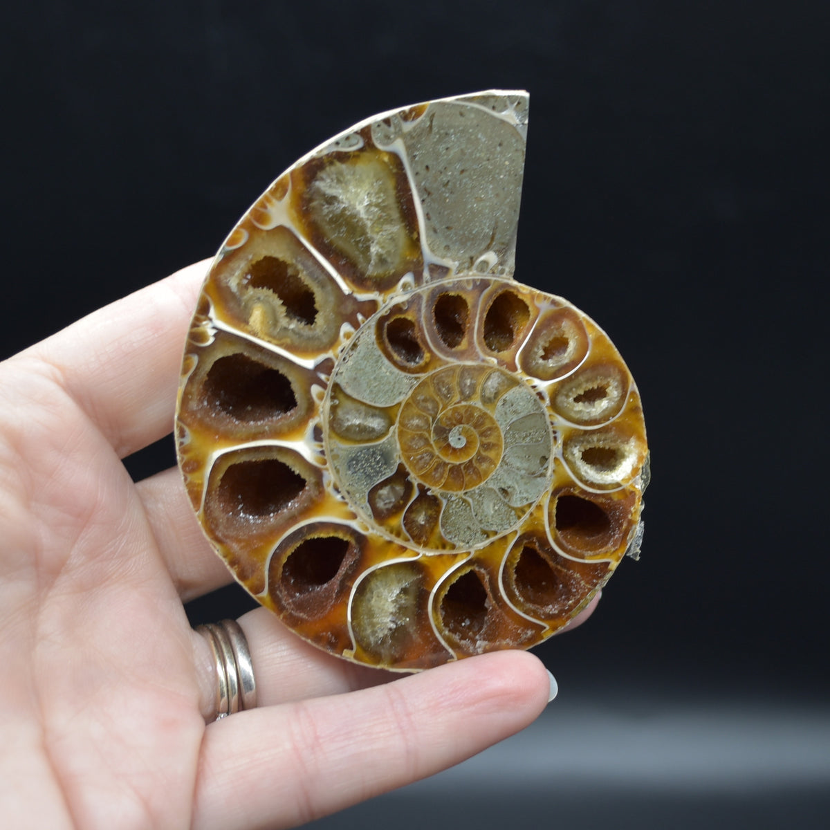 Pair of Brown Ammonite Cleoniceras Fossil Cut Slices from Madagascar - 7.8cm - 222 grams