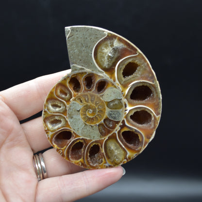 Pair of Brown Ammonite Cleoniceras Fossil Cut Slices from Madagascar - 7.8cm - 222 grams