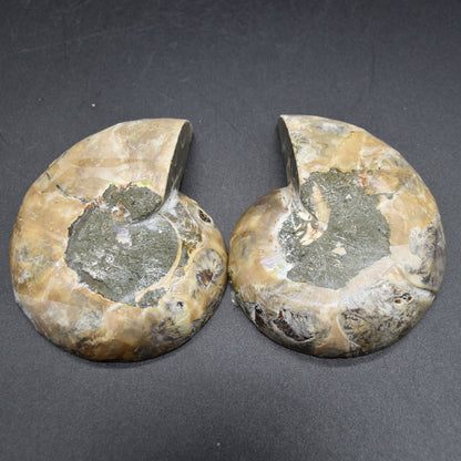 Pair of Brown Ammonite Cleoniceras Fossil Cut Slices from Madagascar - 7.8cm - 222 grams