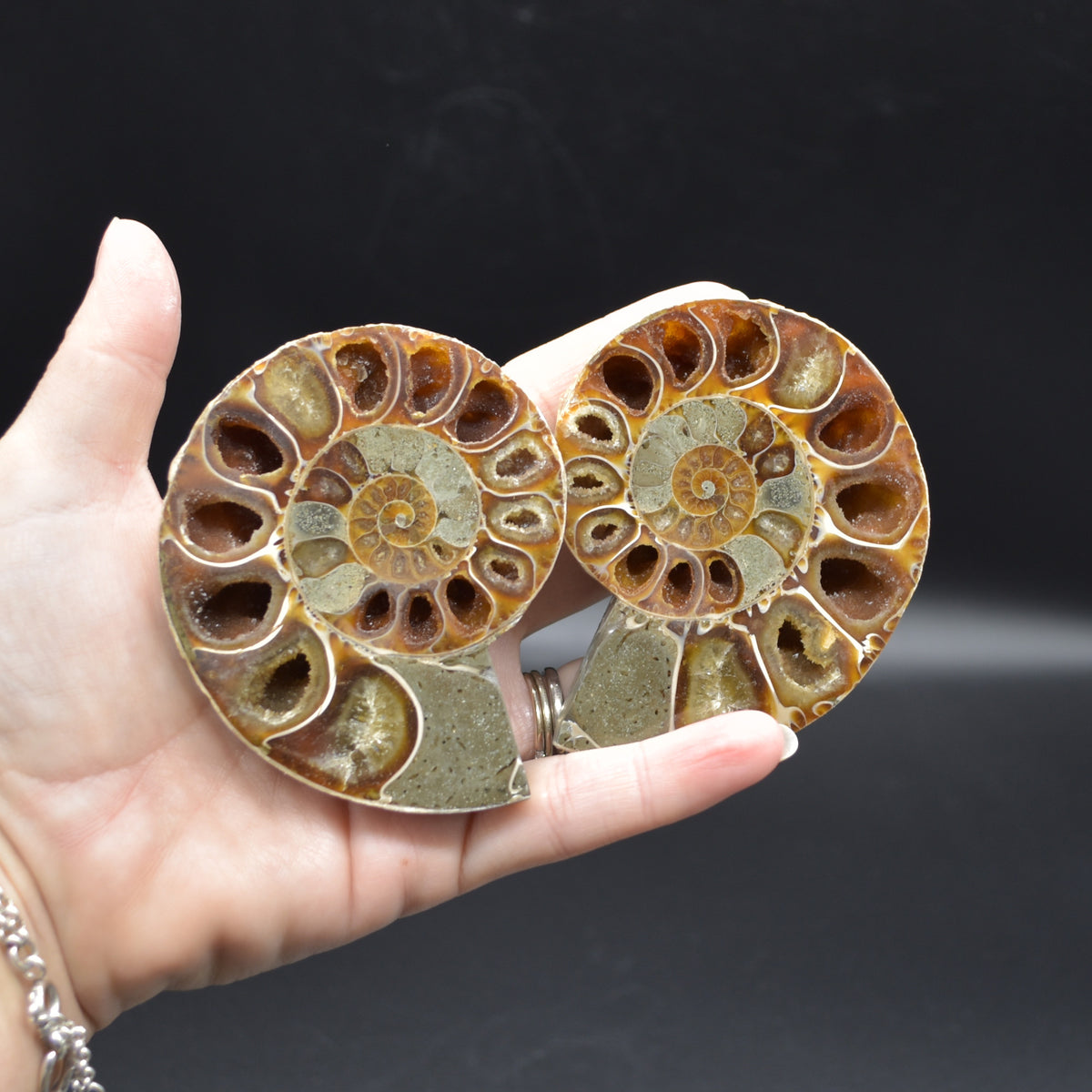 Pair of Brown Ammonite Cleoniceras Fossil Cut Slices from Madagascar - 7.8cm - 222 grams
