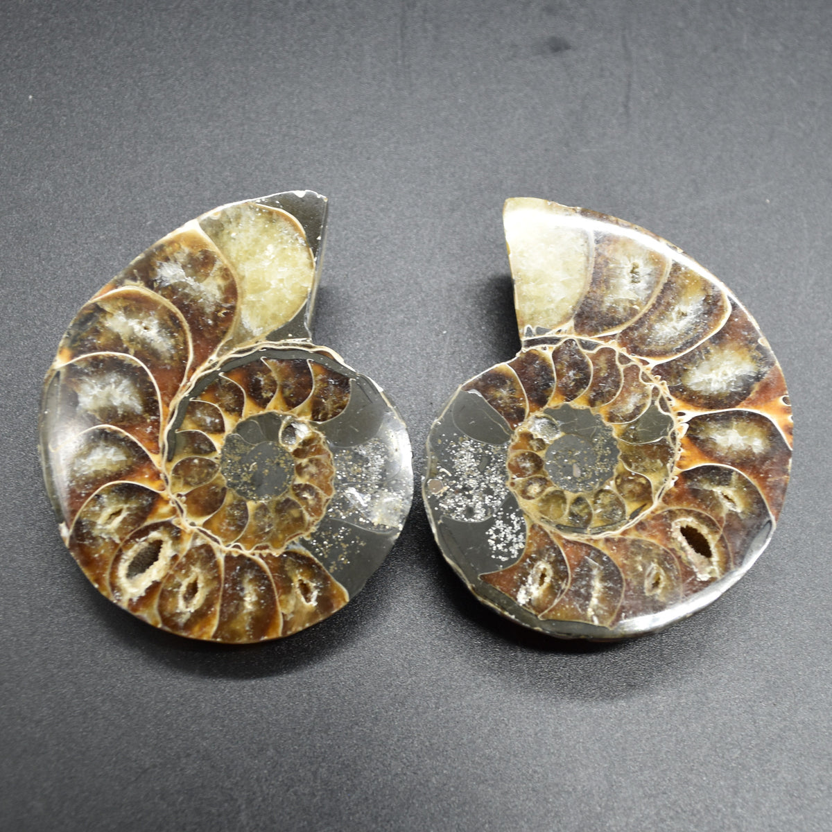 Pair of Brown Ammonite Cleoniceras Fossil Cut Slices from Madagascar - 6.9cm - 167 grams
