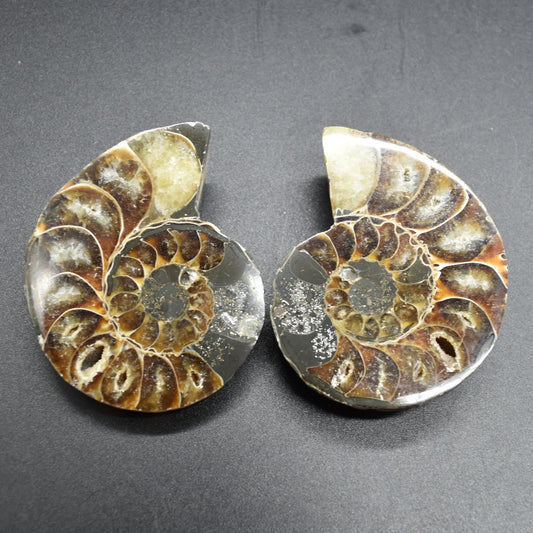 Pair of Brown Ammonite Cleoniceras Fossil Cut Slices from Madagascar - 6.9cm - 167 grams