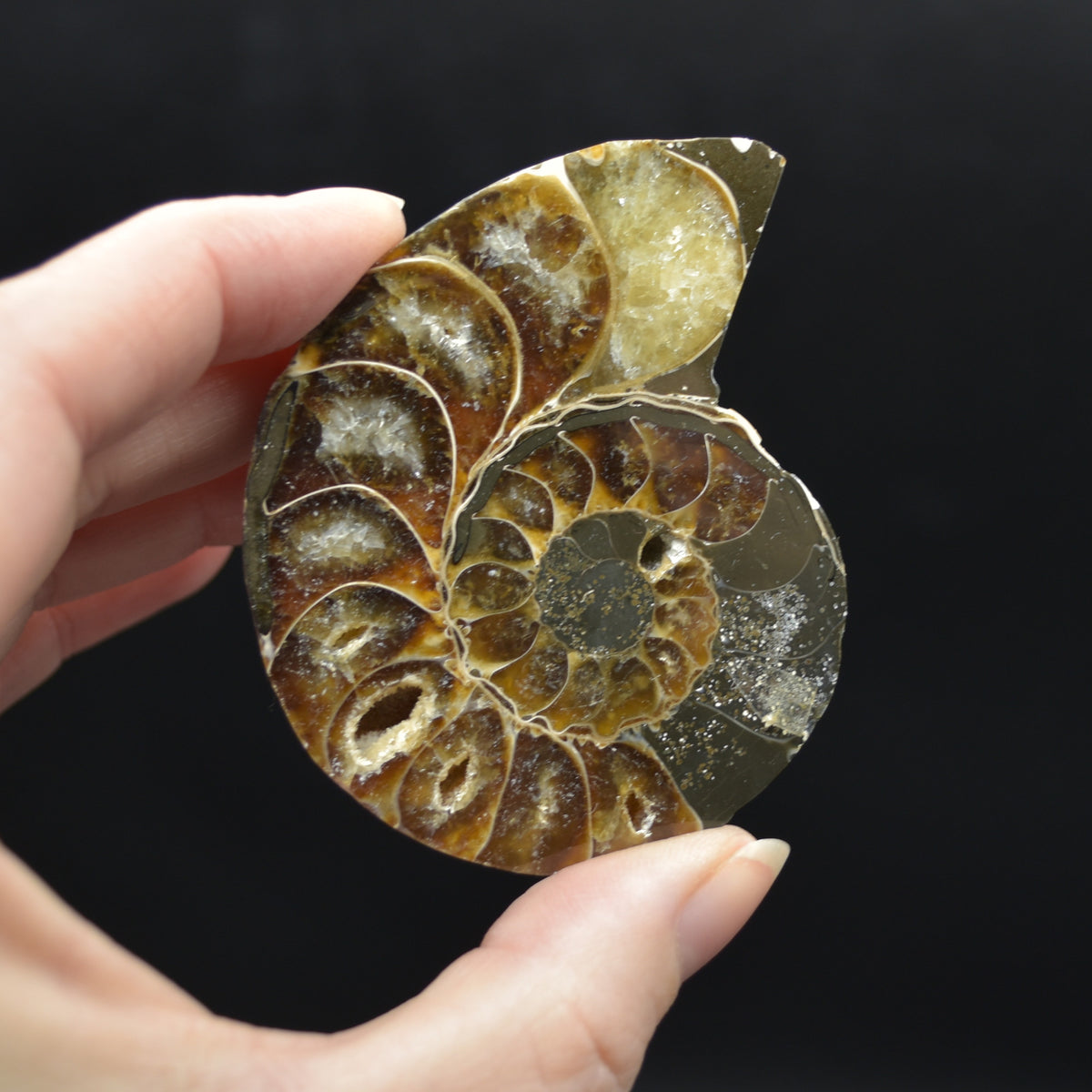 Pair of Brown Ammonite Cleoniceras Fossil Cut Slices from Madagascar - 6.9cm - 167 grams