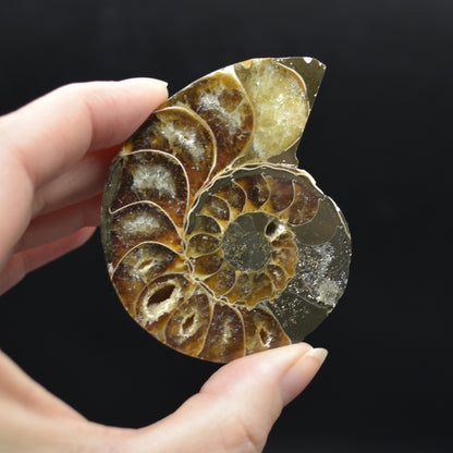 Pair of Brown Ammonite Cleoniceras Fossil Cut Slices from Madagascar - 6.9cm - 167 grams