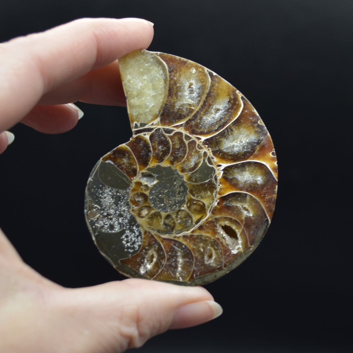 Pair of Brown Ammonite Cleoniceras Fossil Cut Slices from Madagascar - 6.9cm - 167 grams