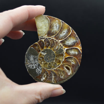 Pair of Brown Ammonite Cleoniceras Fossil Cut Slices from Madagascar - 6.9cm - 167 grams