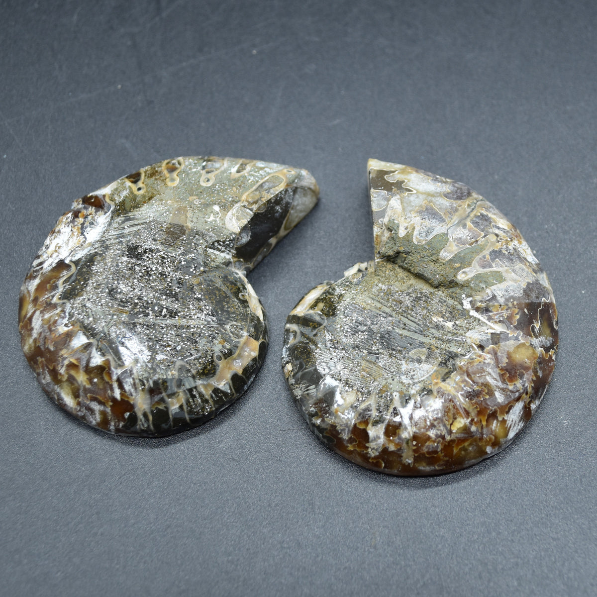 Pair of Brown Ammonite Cleoniceras Fossil Cut Slices from Madagascar - 6.9cm - 167 grams