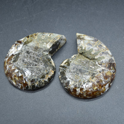 Pair of Brown Ammonite Cleoniceras Fossil Cut Slices from Madagascar - 6.9cm - 167 grams
