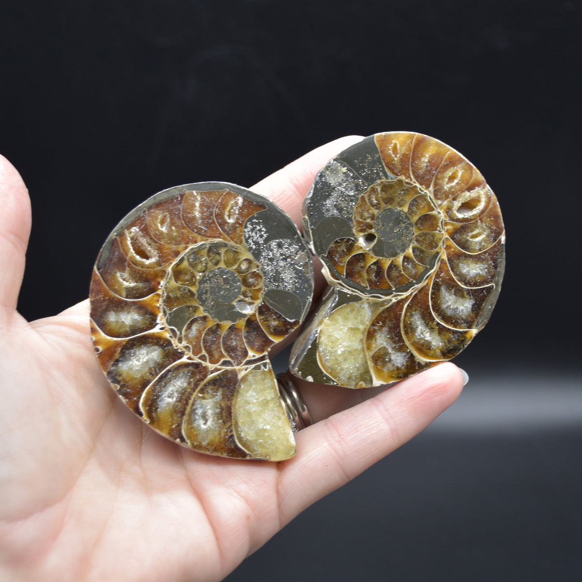 Pair of Brown Ammonite Cleoniceras Fossil Cut Slices from Madagascar - 6.9cm - 167 grams