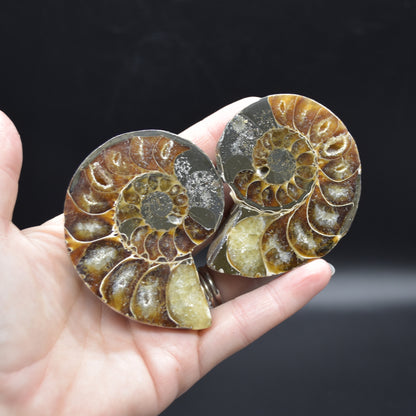 Pair of Brown Ammonite Cleoniceras Fossil Cut Slices from Madagascar - 6.9cm - 167 grams