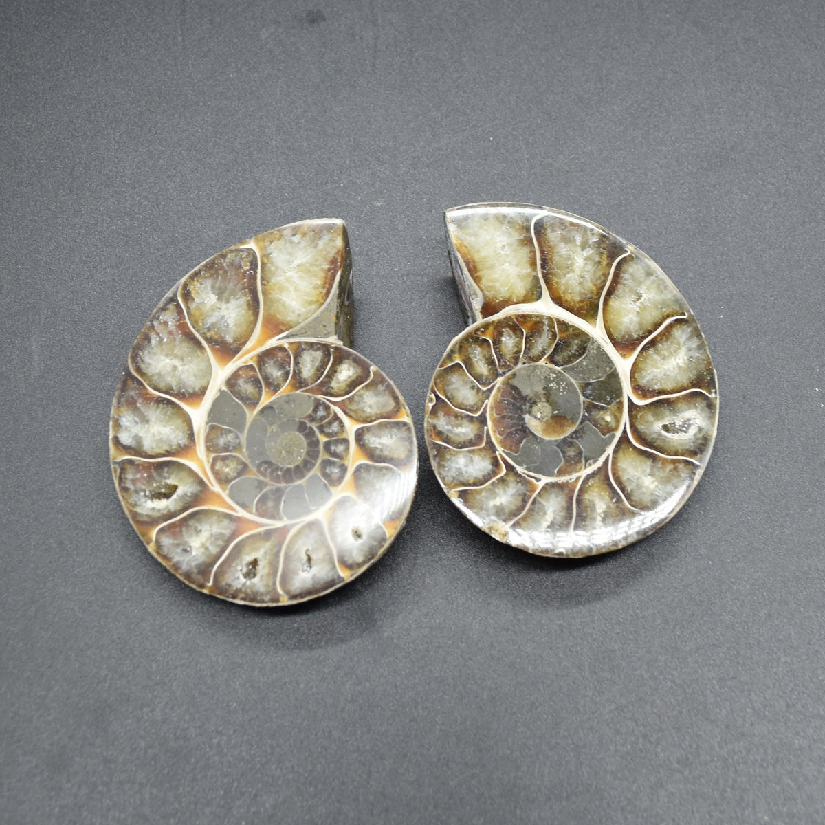 Pair of Brown Ammonite Cleoniceras Fossil Cut Slices from Madagascar - 7cm - 181 grams