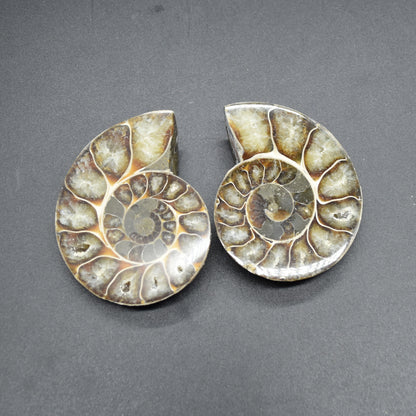 Pair of Brown Ammonite Cleoniceras Fossil Cut Slices from Madagascar - 7cm - 181 grams