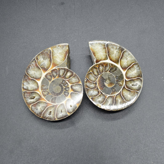 Pair of Brown Ammonite Cleoniceras Fossil Cut Slices from Madagascar - 7cm - 181 grams