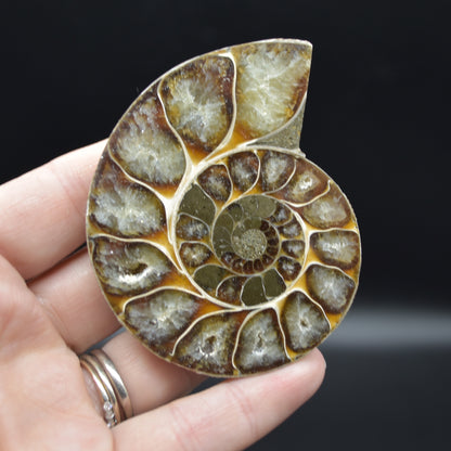 Pair of Brown Ammonite Cleoniceras Fossil Cut Slices from Madagascar - 7cm - 181 grams
