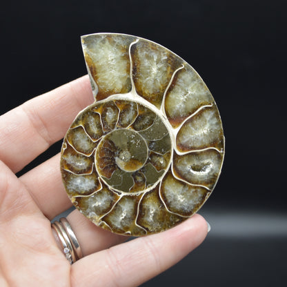 Pair of Brown Ammonite Cleoniceras Fossil Cut Slices from Madagascar - 7cm - 181 grams
