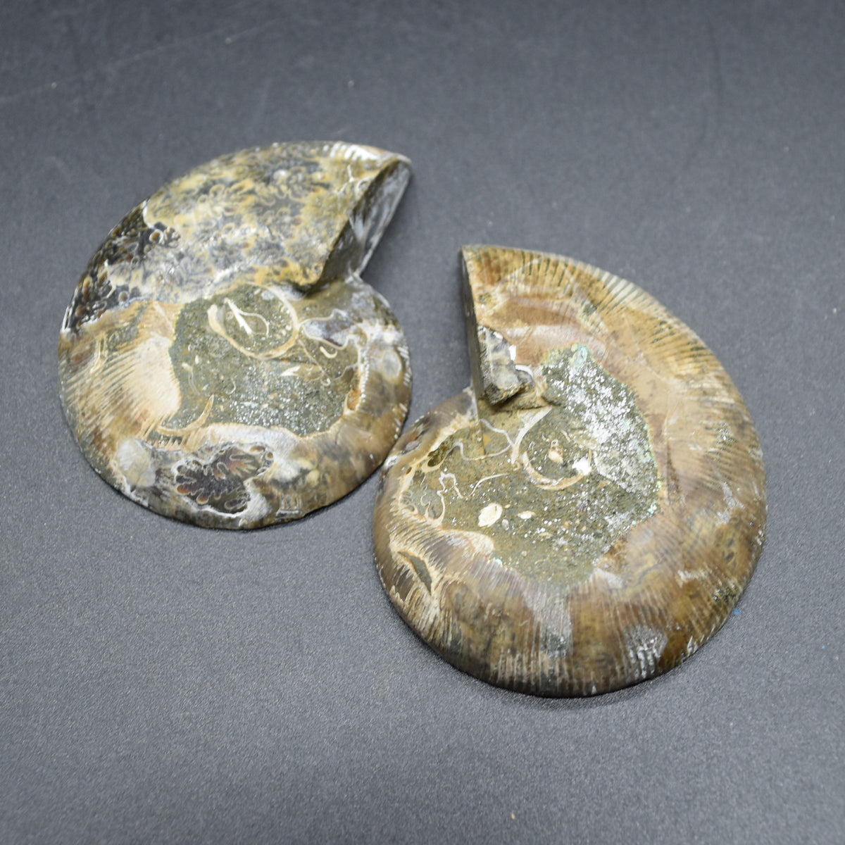 Pair of Brown Ammonite Cleoniceras Fossil Cut Slices from Madagascar - 7cm - 181 grams